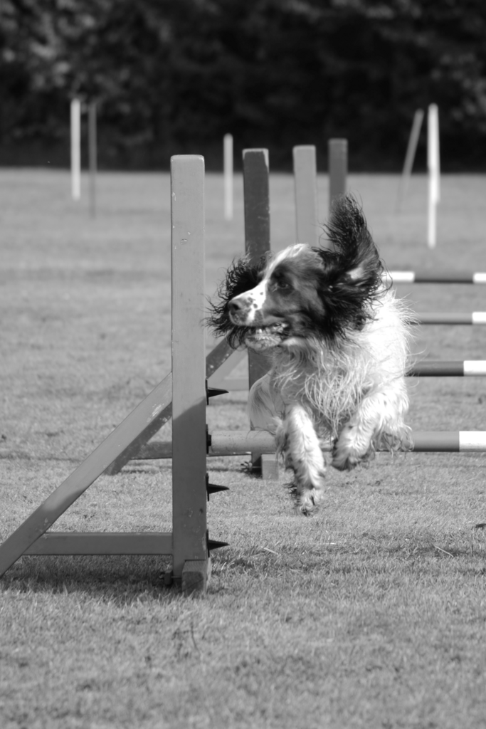 Photograph of a dog doing agility at an event in Kent