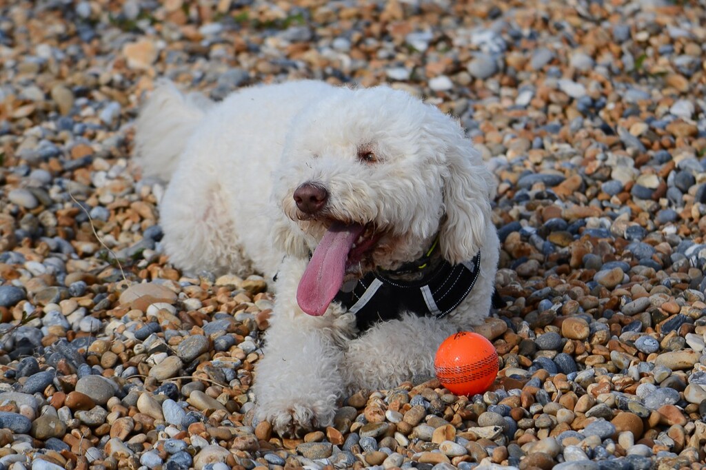 Just Jemma! A photograph of Jemma the Labradoodle dog of Richard Averillo - Event Photographer